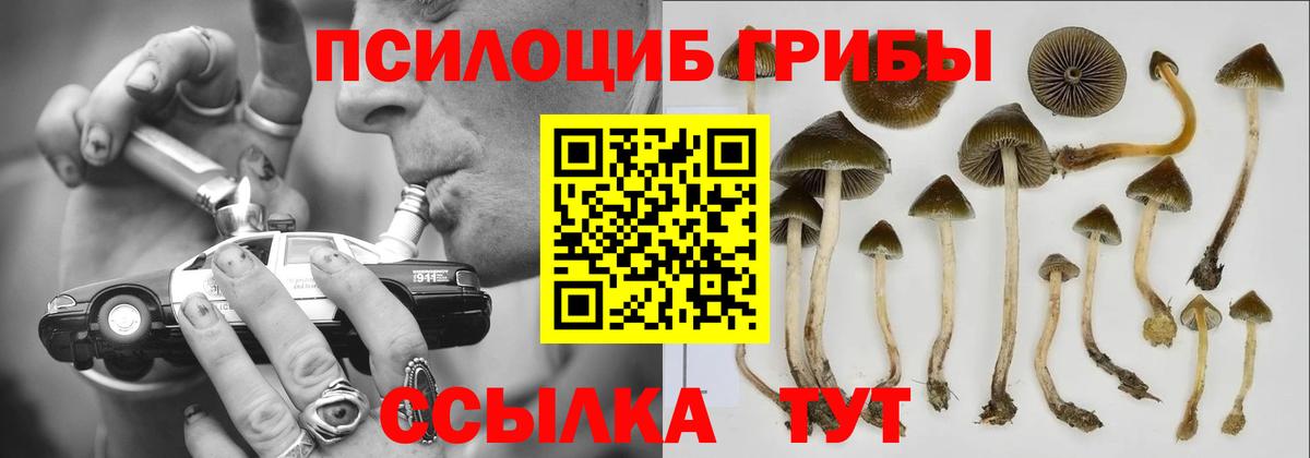 Псилоцибиновые грибы GOLDEN TEACHER Тула